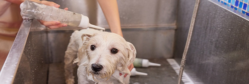 寵物清潔護(hù)理劑檢測